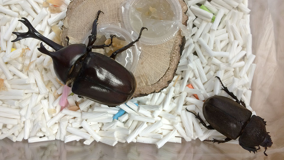 夏休み“大人の”自由研究「カブトムシの飛翔」 – robot and the elastic