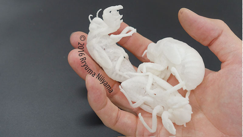 150％に拡大したセミの抜け殻