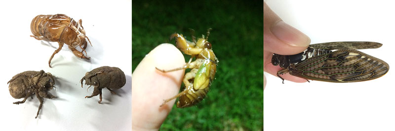 セミの抜け殻いろいろ、羽化前のセミ幼虫、アブラゼミ成虫