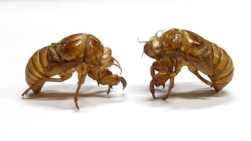 セミの抜け殻2種類