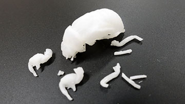 実物大で3Dプリントしたセミの抜け殻