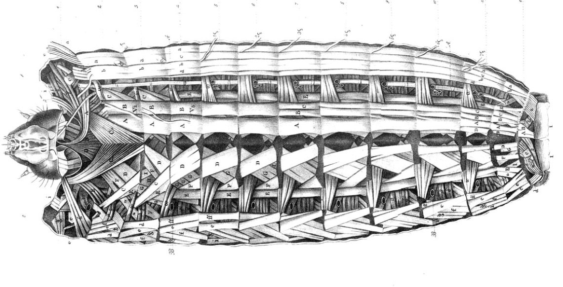 Goldfuss_caterpillar_muscles