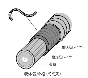 hydrostat_earthworm
