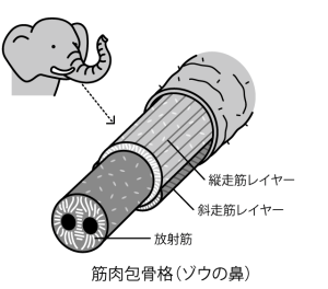 muscular-hydrostat_elephant-trunk